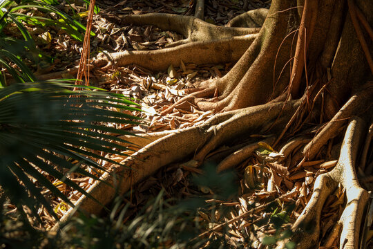 Massive ancient banyan tree buttress roots on tropical forest floor with dappled sunlight, nature background concept for strong foundation and growth