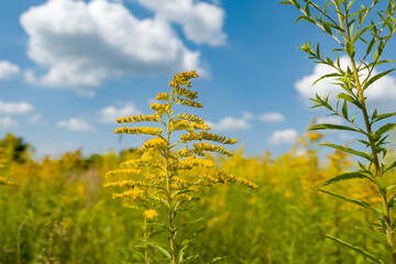 Naklejka premium yellow flowers ragweed in the garden in spring and blue sky. Allergy 