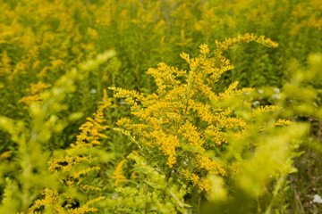 Obraz premium yellow flowers ragweed in the garden in spring. Allergy