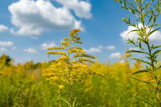 yellow flowers ragweed in the garden in spring and blue sky.  Allergy 