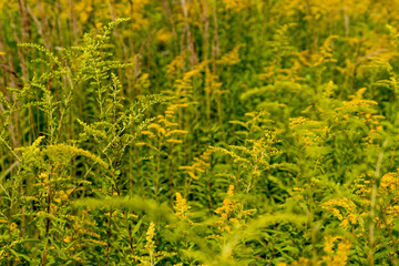 yellow flowers ragweed in the garden in spring. Allergy