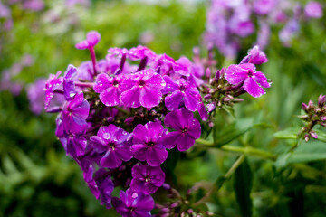 Fototapeta premium lilac phlox flowers in the garden in the spring