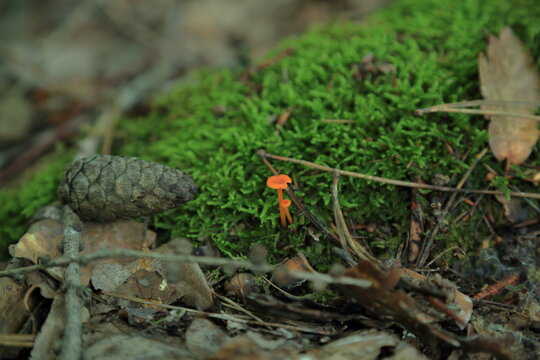 Mycena acicula Bright Orange Fungal Fruiting Bodies On Mossy Log