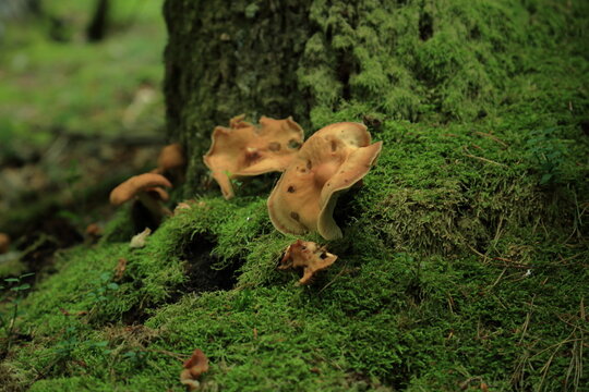 Paxillus involutus Brown Rollrim Mushrooms Growing On Moss Covered Trunk