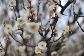 梅の花