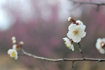 梅の花