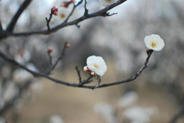 梅の花