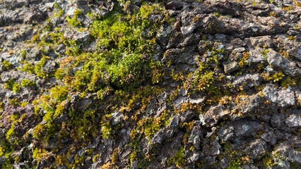 Rough Tree Bark Texture with Vibrant Green Moss Growth