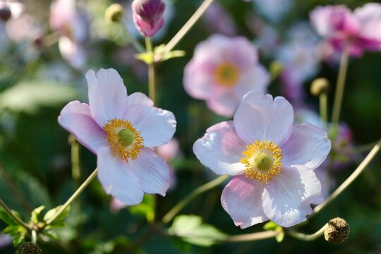 Two pink Japanese anemone flowers in soft natural light