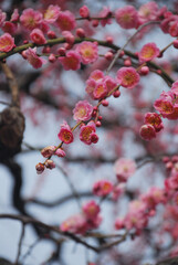 梅の花