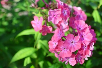 Fototapeta premium Pink phlox flowers blooming in a green summer garden