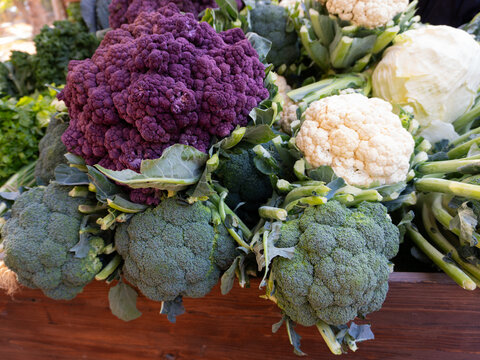 Fresh broccoli, green cauliflower, and purple cauliflower arranged at an organic farmers market vegetable display. Seasonal cruciferous vegetables harvested locally, natural healthy food ingredients, 