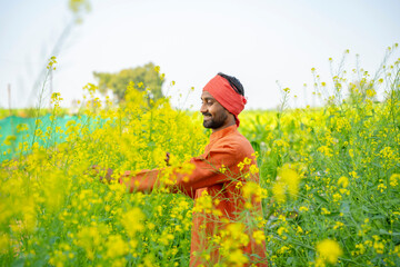Fototapeta premium indian farmer standing at mustard agriculture field