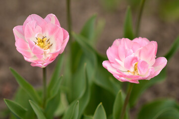 Fototapeta premium colorful blooming tulips in the garden