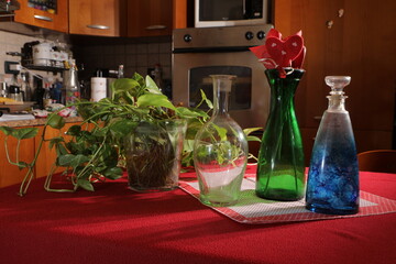 Glass bottles and ivy plant on red table