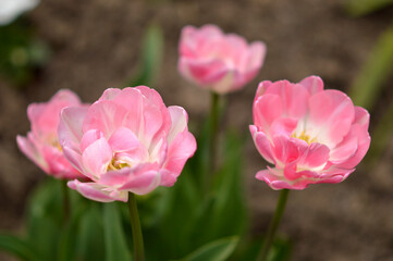 Fototapeta premium colorful blooming tulips in the garden