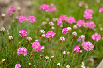 Obraz premium blooming Sea Pink Thrift, Armeria maritima, in the garden