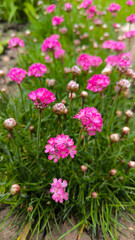 Fototapeta premium blooming Sea Pink Thrift, Armeria maritima, in the garden