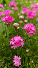 Obraz premium blooming Sea Pink Thrift, Armeria maritima, in the garden