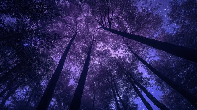 Majestic nighttime forest canopy under starry purple sky