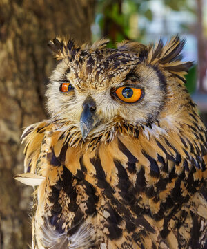 宮地嶽神社・境内のフクロウ