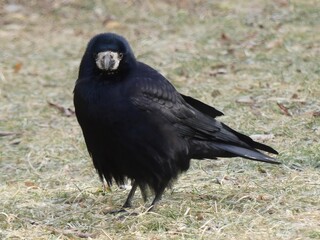 Wild black rook looking curious directly into camera