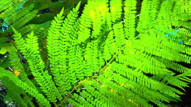 Jacaranda mimosifolia, tree branch with small feathery leaves against the sky and sun in the garden