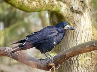 Rook perching on tree branch in natural habitat