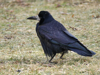 Rook standing on dry grass looking for food