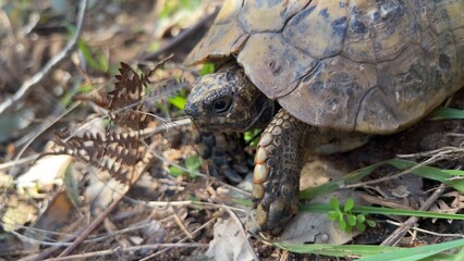 Fototapeta premium Close Up of Wild Turtle Crawling Through Dry Grass and Forest Leaves
