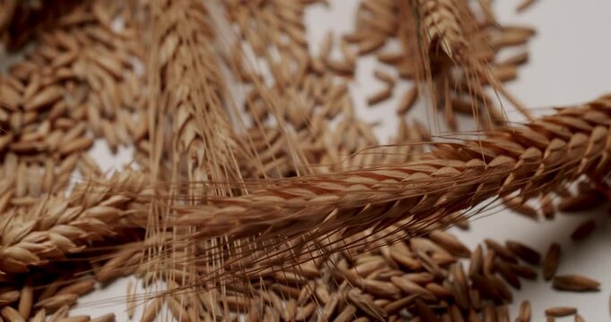 Dry golden ripe rye spikes and grains slowly falling on a white background in a studio. Macro shot representing the concept of harvesting, agriculture, and healthy organic food production