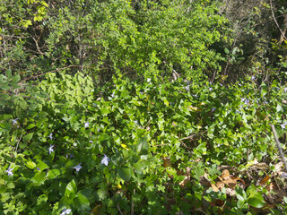 Vinca Minor Leaves and Delicate Purple Periwinkle Blossoms