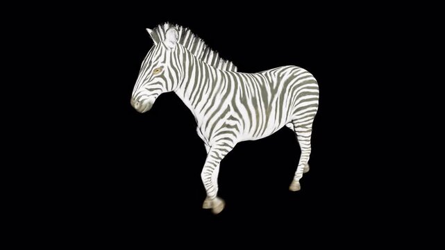 A single zebra walking slowly from right to left, showcasing its distinctive black and white striped coat, isolated on Transparent Background