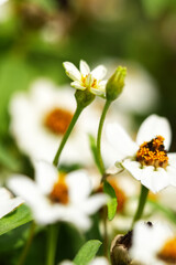 Fototapeta premium selective focus Back of Daisy Flower in garden. blurred background