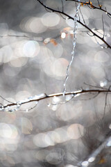 graceful icicle hanging from a thin bare branch against luminous sparkling bokeh. sunlight transforms the ice into glasslike shapes, creating an airy, delicate atmosphere of thaw and gentle seasonal t