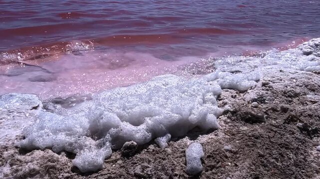Kuyalnik Estuary, red coloration of the water caused by a bloom of the unicellular halophilic microalga Dunaliella salina