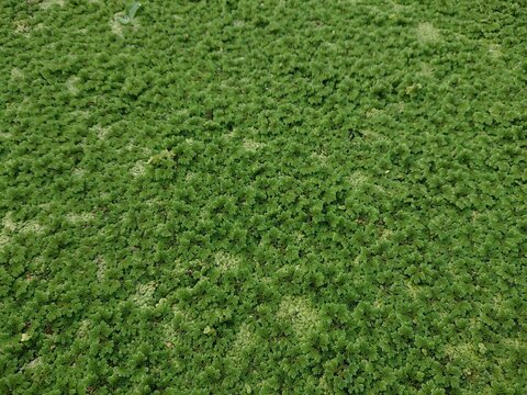 The plant in the photo is Azolla, also known as water fern. This tiny plant is usually found floating on the surface of still water such as rice paddies, ponds, or waterways.