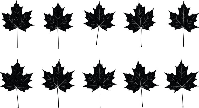 Maple leaf silhouette vector illustration, decorative foliage icons with pointed lobes and vein patterns - flat vector artwork