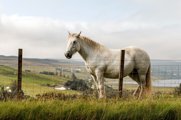 White horse standing in a grassy field behind a wire fence