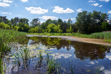 Fototapeta premium Trees, bushes, and reeds on the bank of the Warta River during summer