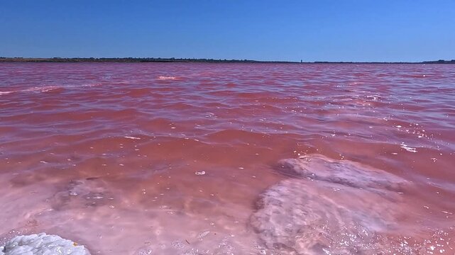 Kuyalnik Estuary, red coloration of the water caused by a bloom of the unicellular halophilic microalga Dunaliella salina