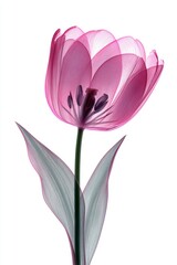 Obraz premium Close-up of a pink transparent tulip flower showing delicate petals and central stamens. Botanical illustration with a vibrant, ethereal glow.