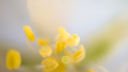 Abstract soft yellow flower macro background with delicate spring bokeh © Alexandre Cuesta