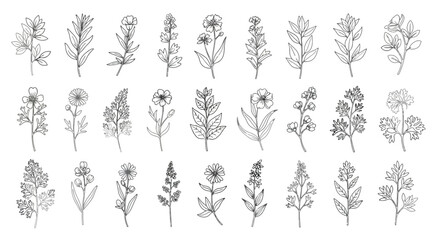 Obraz premium Collection of Hand-Drawn Botanical Illustrations of Various Wildflowers.