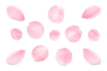 桜 花びら ピンク 春 白 背景