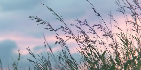 Obraz premium Whispering Grass at Dusk: A Gentle Dance