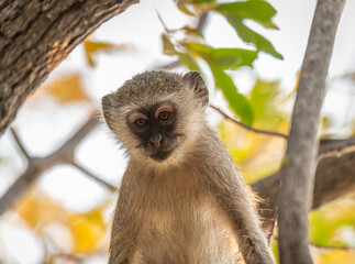 Obraz premium Vervet monkey looking straight into the camera, Botswana, Africa
