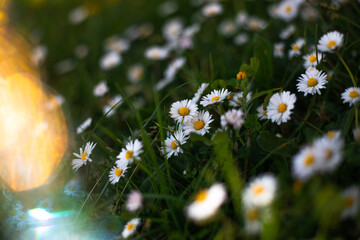 Close up of Daisies in a field with a flare of light on the left