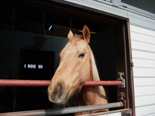 日本の牧場で飼育された馬の様子