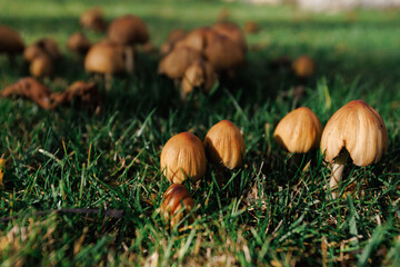 Highly detailed photograph of small mushrooms in fresh grass environment